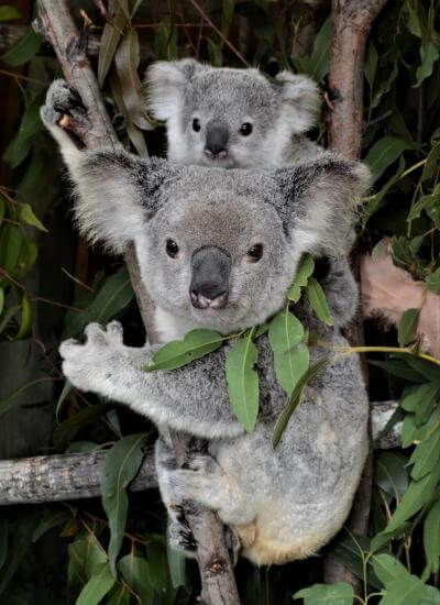 AusProof adopted Koalas